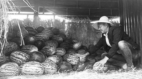 城固吃瓜群众事件真相