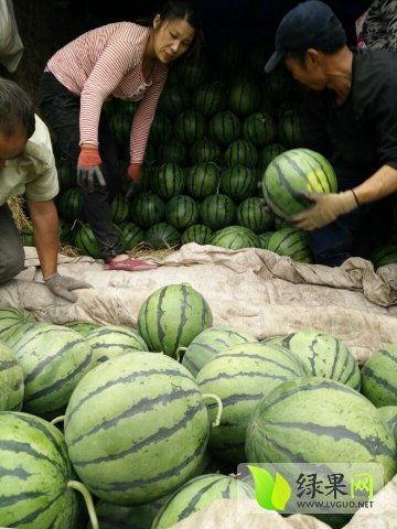 山东吃瓜事件近期,一场网络热议背后的真相与反思