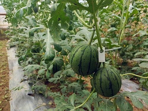 中牟吃瓜事件视频