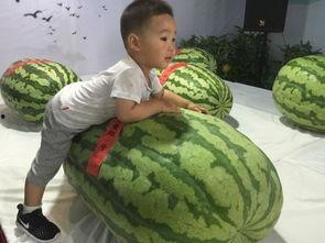 呼市吃瓜事件,一场网络热议背后的真相与反思