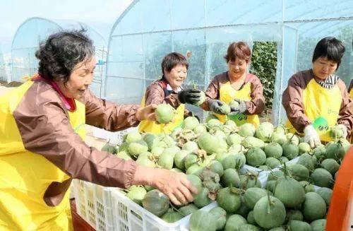 吉林一家吃瓜送医事件,瓜田里上演爱心接力