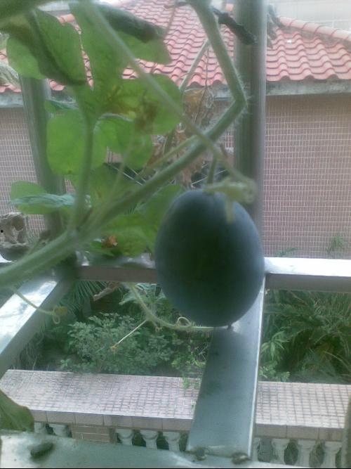 搞笑阳台吃瓜事件,网友直呼“太欢乐”！