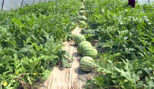 天水最新吃瓜事件真相,真相大白，疑云散去