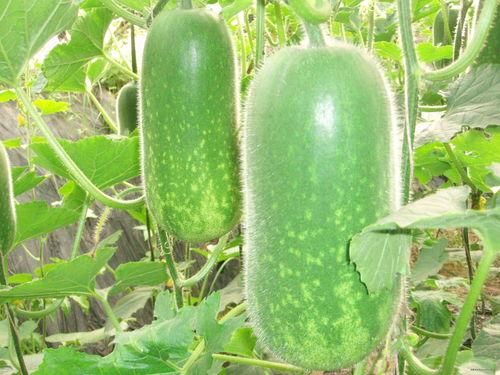 8月很火的吃瓜事件