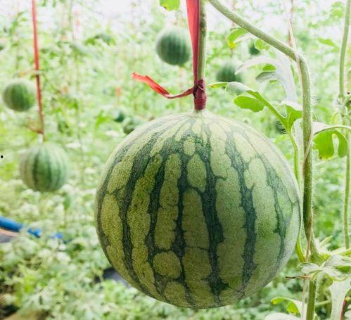 8月很火的吃瓜事件