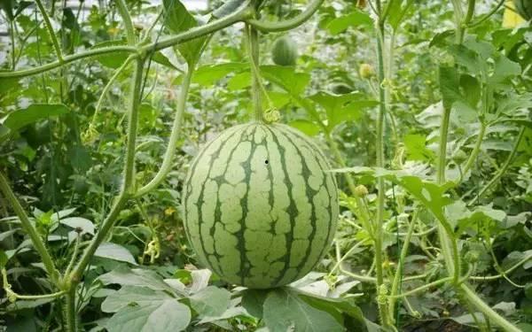 近年热门的吃瓜事件视频