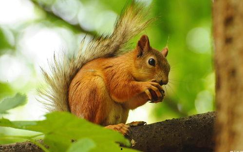 南宁三只松鼠吃瓜事件