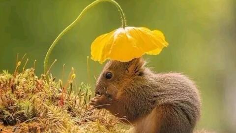 南宁三只松鼠吃瓜事件