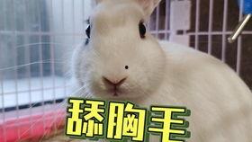 抖音吃瓜恶心事件,揭秘网络恶搞背后的真相与反思