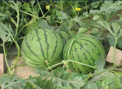 新乡长垣吃瓜事件真相,真相与反思