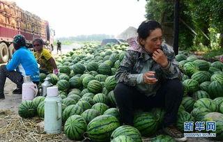 沂南县情人节吃瓜事件