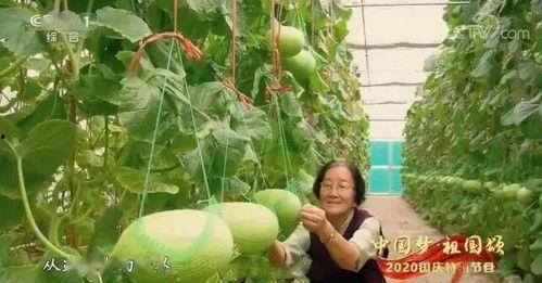 洋县吃瓜事件视频,一场网络热议的乡村奇观揭秘