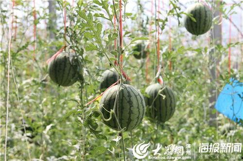 洋县吃瓜事件视频曝光