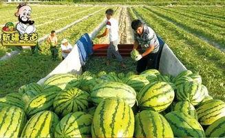 库尔勒市吃瓜事件视频,一场引发热议的网络狂欢