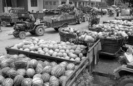 库尔勒市吃瓜事件视频,一场引发热议的网络狂欢