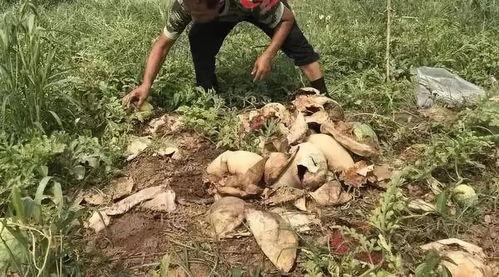 忻州吃瓜最新事件视频