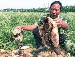 忻州吃瓜最新事件视频