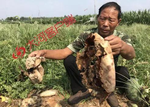 务川网红吃瓜事件真相,真相背后的网络舆论风暴