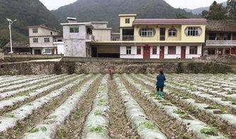 永年大张村吃瓜事件,一场引发热议的乡村奇闻