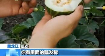 临沂平邑吃瓜事件真相视频,还原事件始末