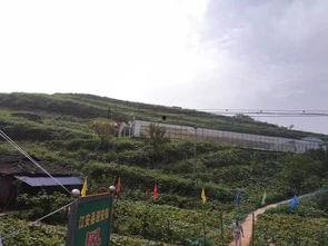 莱芜公园吃瓜事件视频曝光,视频曝光引发社会热议